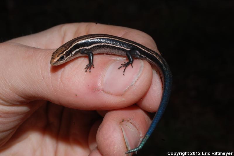 Northern Coal Skink (Plestiodon anthracinus anthracinus)