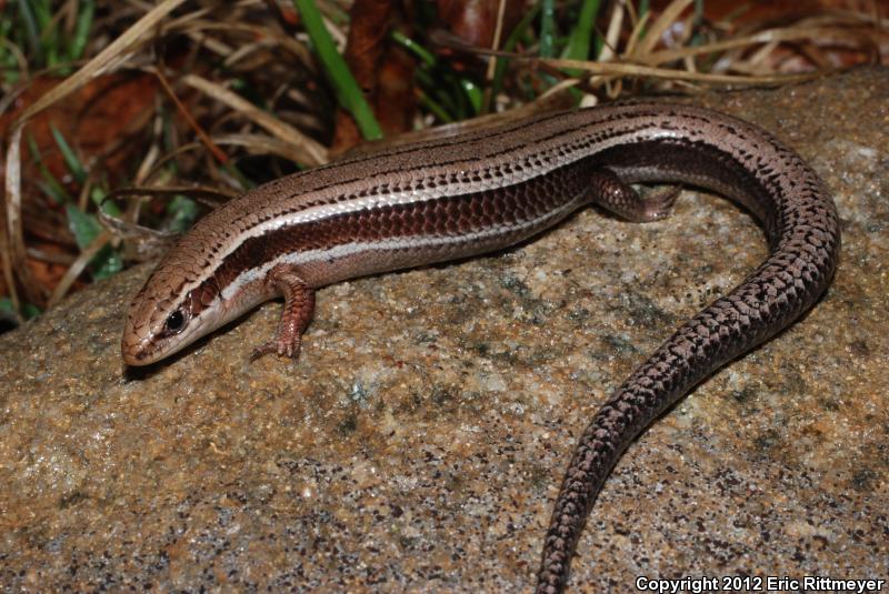 Northern Coal Skink (Plestiodon anthracinus anthracinus)