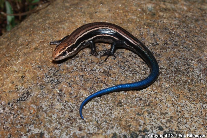 Northern Coal Skink (Plestiodon anthracinus anthracinus)