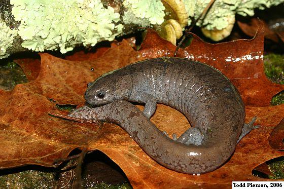 Streamside Salamander (Ambystoma barbouri)