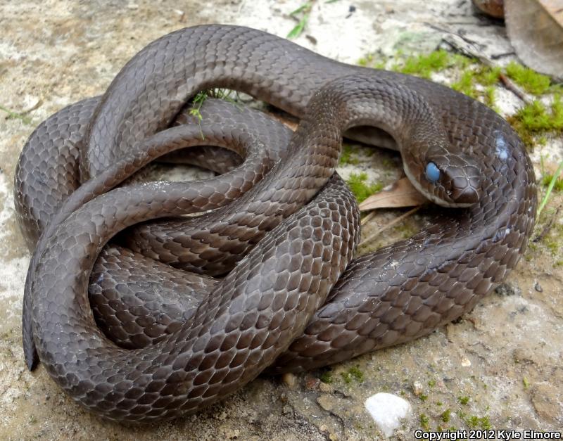 Tan Racer (Coluber constrictor etheridgei)