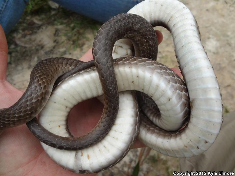 Tan Racer (Coluber constrictor etheridgei)