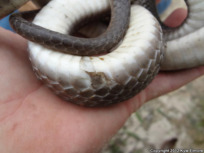 Tan Racer (Coluber constrictor etheridgei)