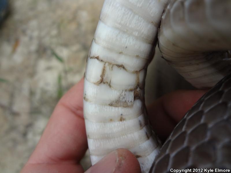 Tan Racer (Coluber constrictor etheridgei)