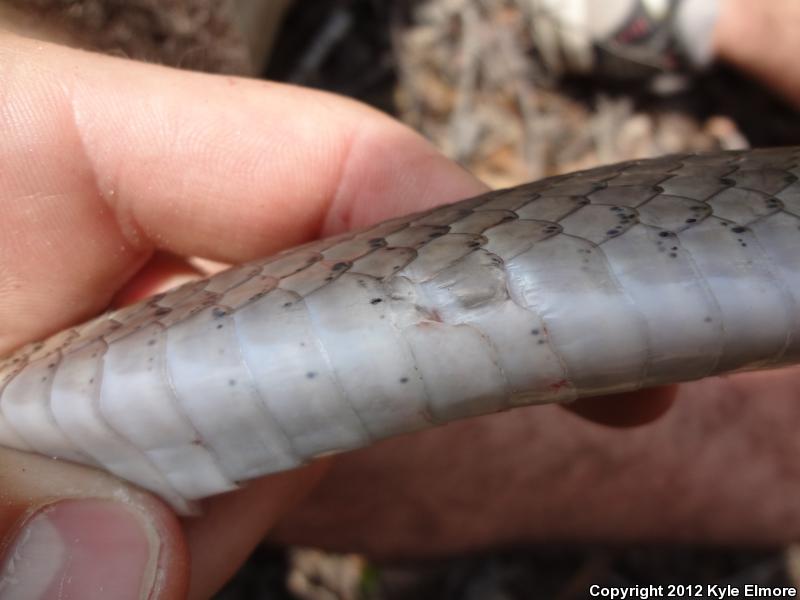 Tan Racer (Coluber constrictor etheridgei)