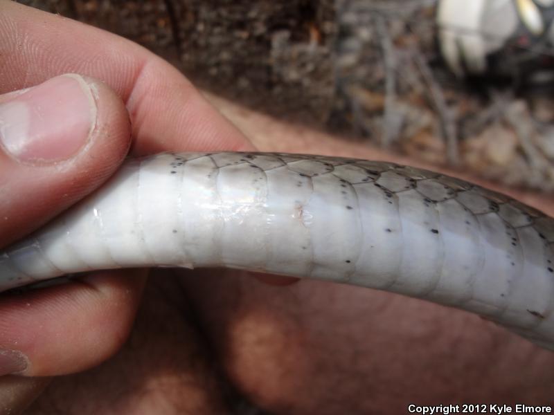 Tan Racer (Coluber constrictor etheridgei)