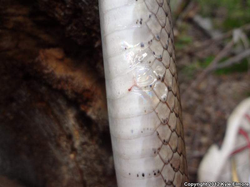 Tan Racer (Coluber constrictor etheridgei)