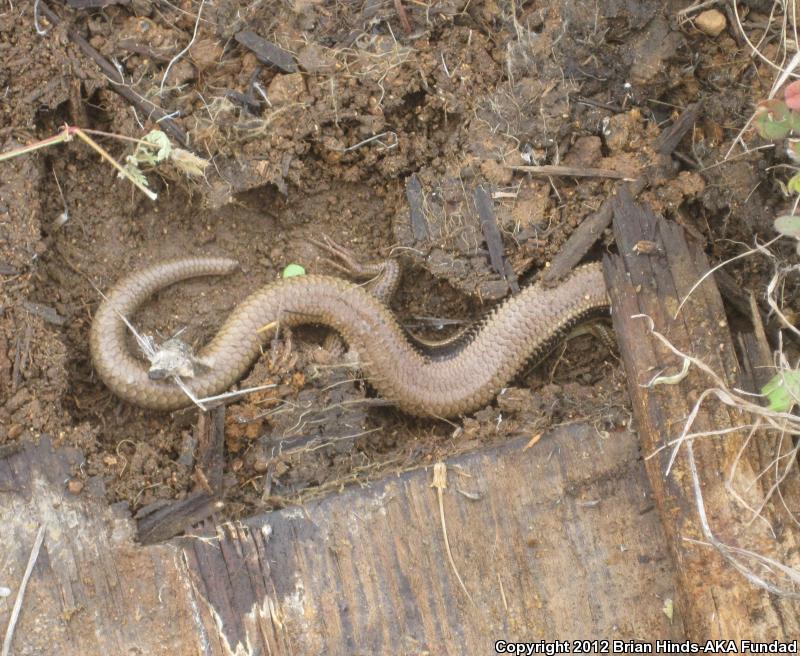 Northern Brown Skink (Plestiodon gilberti placerensis)