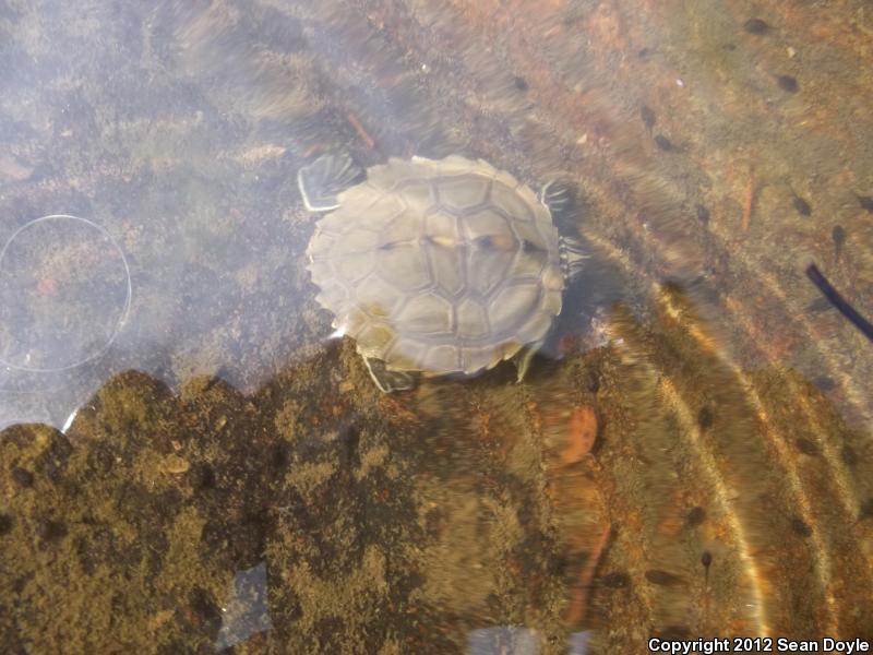 Barbour's Map Turtle (Graptemys barbouri)