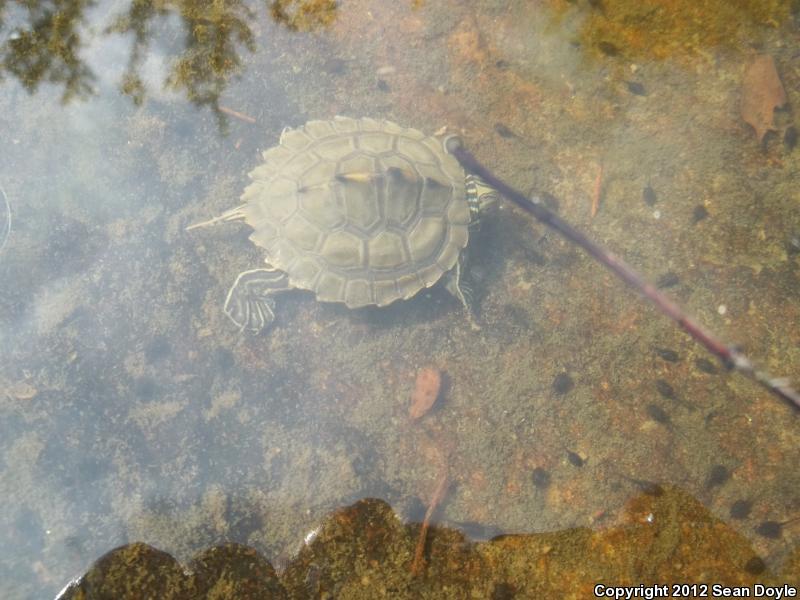 Barbour's Map Turtle (Graptemys barbouri)