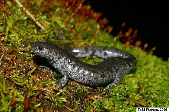 Streamside Salamander (Ambystoma barbouri)