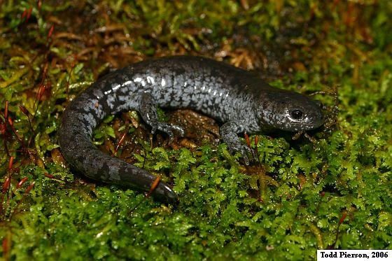 Streamside Salamander (Ambystoma barbouri)