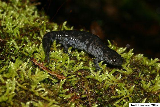 Streamside Salamander (Ambystoma barbouri)