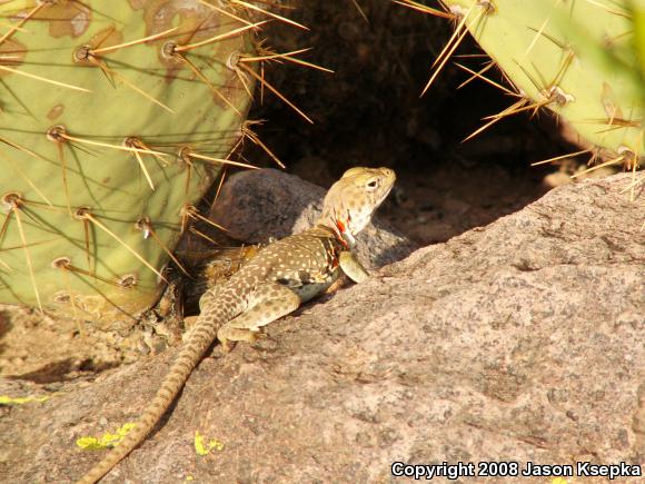 Sonoran Collared Lizard (Crotaphytus nebrius)