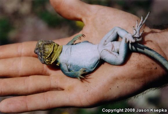 Eastern Collared Lizard (Crotaphytus collaris collaris)