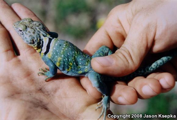 Eastern Collared Lizard (Crotaphytus collaris collaris)