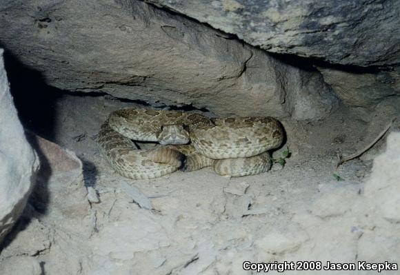 Prairie Rattlesnake (Crotalus viridis viridis)