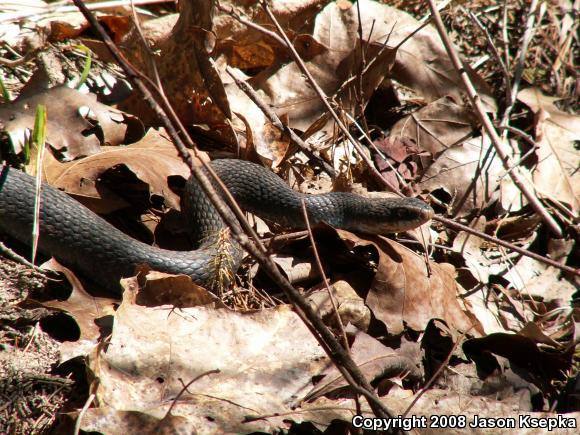 coluber constrictor foxii snakes of michigan coluber constrictor foxii snakes of michigan