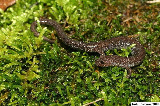 Northern Ravine Salamander (Plethodon electromorphus)