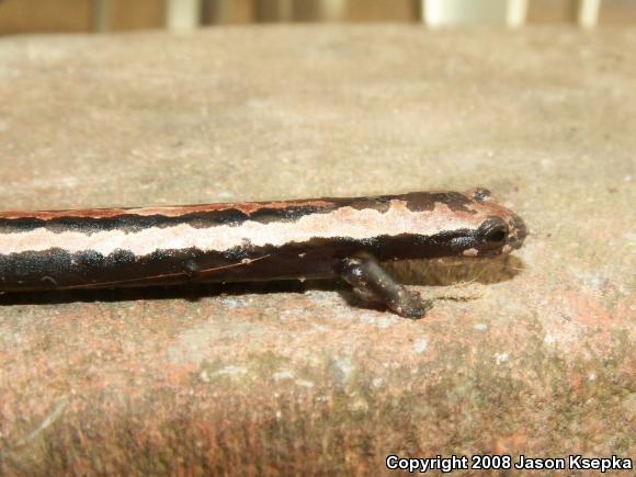 Mexican Mushroom-tongued Salamander (Bolitoglossa mexicana)