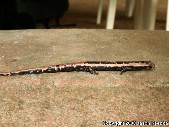 Mexican Mushroom-tongued Salamander (Bolitoglossa mexicana)