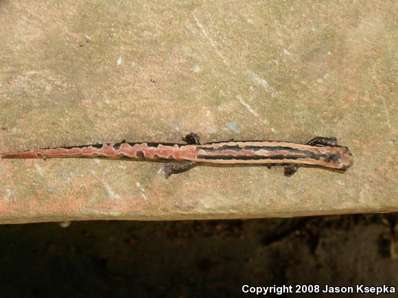 Mexican Mushroom-tongued Salamander (Bolitoglossa mexicana)