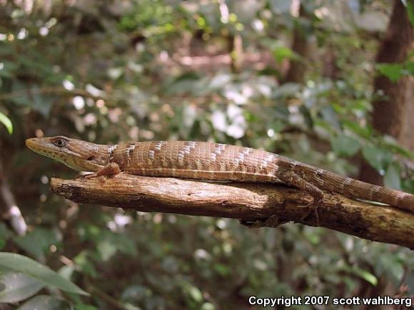 Texas Alligator Lizard (Gerrhonotus infernalis)