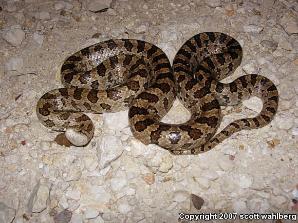 Prairie Kingsnake (Lampropeltis calligaster calligaster)