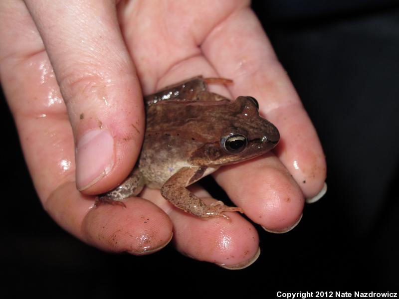 Wood Frog (Lithobates sylvaticus)