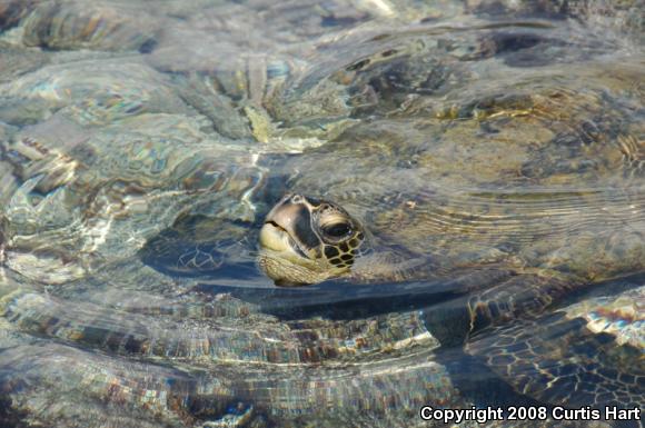 Pacific Green Sea Turtle (Chelonia agassizii)