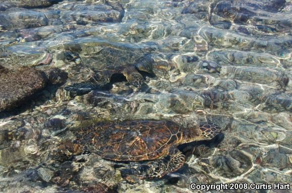 Pacific Green Sea Turtle (Chelonia agassizii)