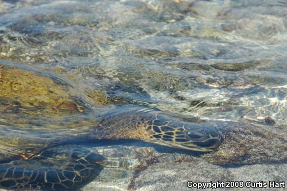 Pacific Green Sea Turtle (Chelonia agassizii)