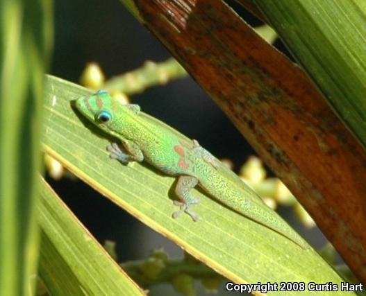 Gold Dust Day Gecko (Phelsuma laticauda laticauda)