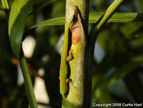 Gold Dust Day Gecko (Phelsuma laticauda laticauda)