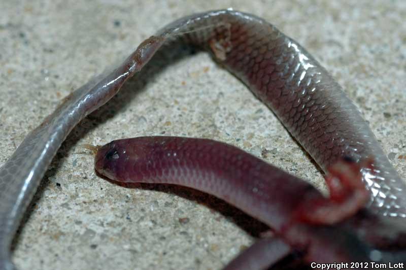 South Texas Threadsnake (Leptotyphlops dulcis rubellum)