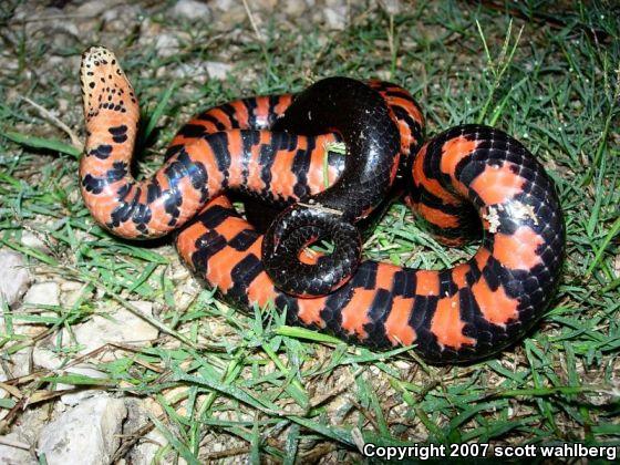 Western Mudsnake (Farancia abacura reinwardtii)