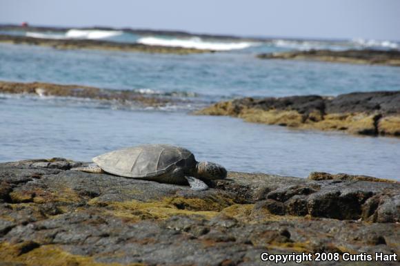 Pacific Green Sea Turtle (Chelonia agassizii)