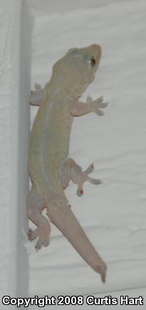 Mutilating Gecko (Gehyra mutilata)