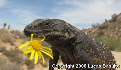 Western Chuckwalla (Sauromalus ater obesus)