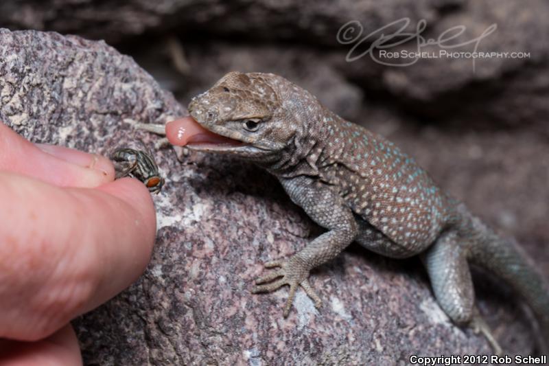 San Pedro Martir Side-blotched Lizard (Uta palmeri)