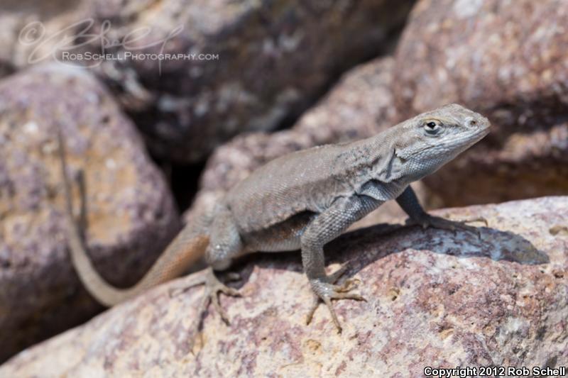 San Pedro Martir Side-blotched Lizard (Uta palmeri)