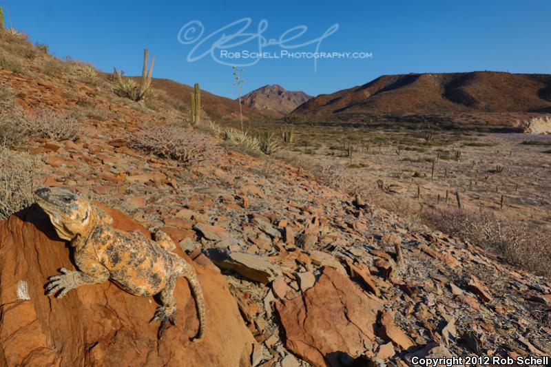 Piebald Chuckwalla (Sauromalus varius)