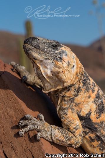 Piebald Chuckwalla (Sauromalus varius)