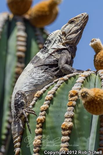 San Esteban Island Spiny-tailed Iguana (Ctenosaura conspicuosa)