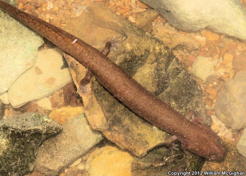 Kentucky Spring Salamander (Gyrinophilus porphyriticus duryi)