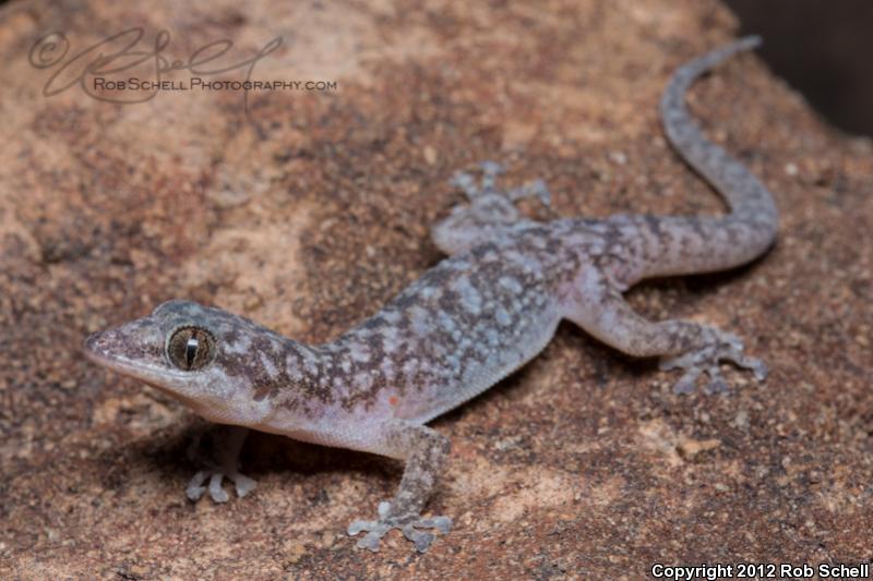 San Esteban Island Leaf-toed Gecko (Phyllodactylus nocticolus estebanensis)