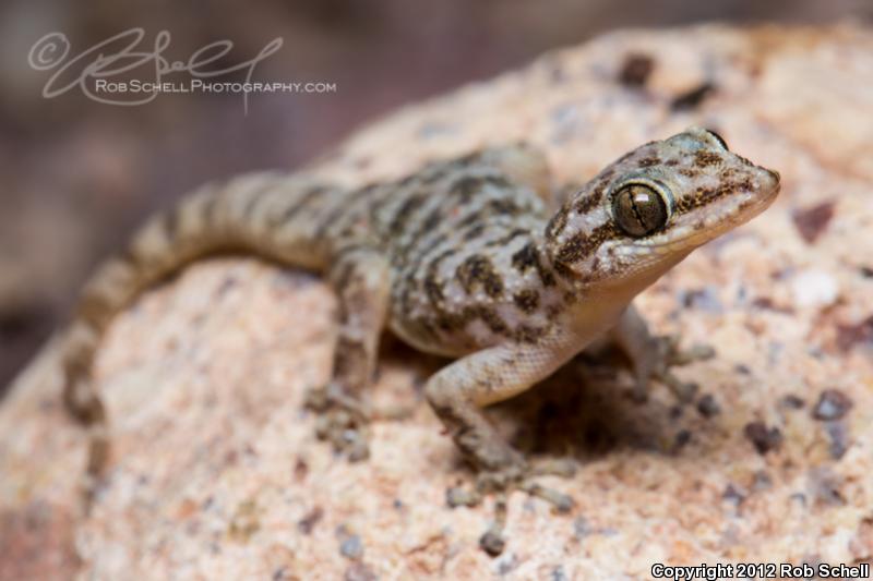 Sonoran Leaf-toed Gecko (Phyllodactylus homolepidurus homolepidurus)