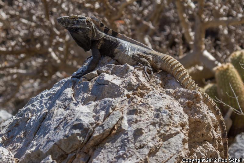 San Pedro Nolasco Spiny-tailed Iguana (Ctenosaura nolascensis)