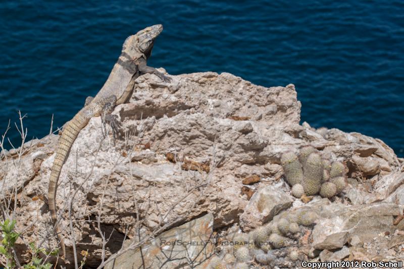 San Pedro Nolasco Spiny-tailed Iguana (Ctenosaura nolascensis)