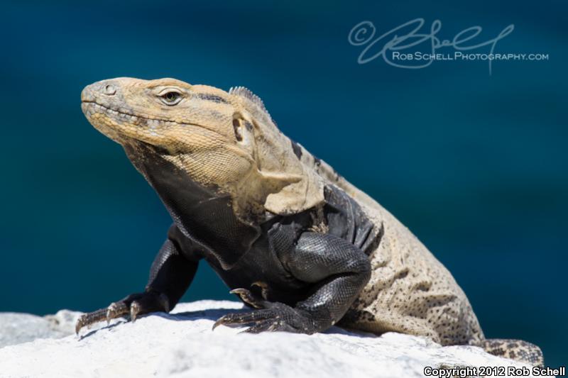 San Pedro Nolasco Spiny-tailed Iguana (Ctenosaura nolascensis)